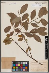 Foto von Salix caprea L. x Salix daphnoides Vill.